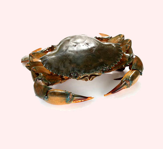 mud_crab